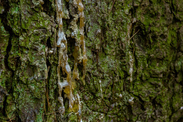 Tree Bark Texture. Tree bark texture, ideal for backgrounds, nature themes, texture themes.

