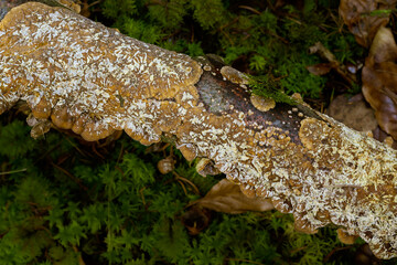 Lichen on Branch. Lichen growing on a branch, ideal for backgrounds, nature themes, texture themes.

