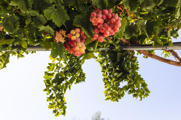 Grape fruits in a garden in Cyprus