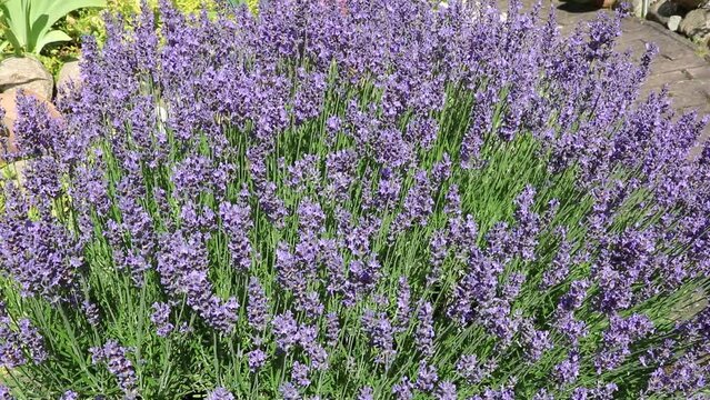 Bees at flowering Lavandula angustifolia
