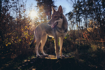 Potrait of Tamaskan dog on a stump in forest during autumn in Poland