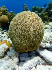 Naklejka na ściany i meble tropical brain coral, Bonaire