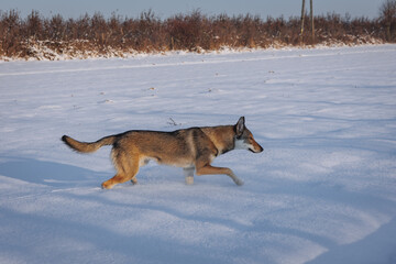Young Tamaskan dog runs during winter in Poland