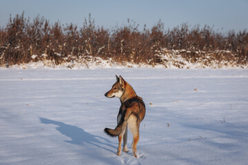 Tamaskan dog on a meadow covered with snow during winter in Poland