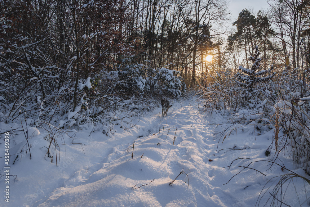 Canvas Prints Tamaskan dog during winter walk in a forest