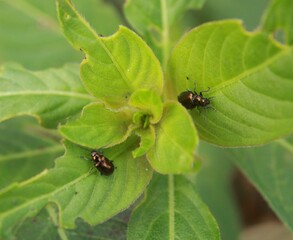 Brassy Leaf Beetle (Phratora vitellinae)