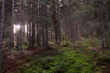 A sun beams in the forest at Sumava national park, Czech republic