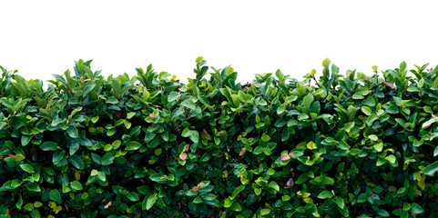 Barbed wire and plant on transparent background. PNG file.