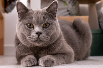 Close up portrait of lying gray british cat. Cat with orange eyes. British shorthair cat animal
