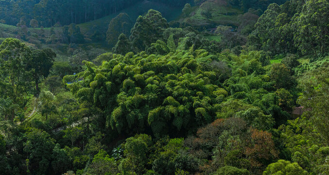 green forest in the mountains © Darwin