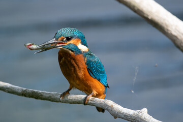 Common kingfisher feeding with fish in bill. Sitting on a perch at Lakenheath Fen nature reserve in Suffolk, UK