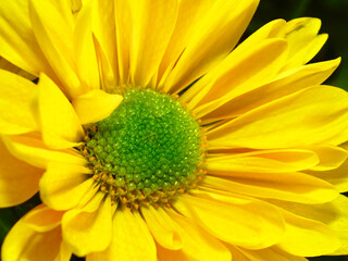 Yellow mum in macro