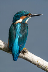 Detailed close up portrait of a juvenile male common kingfisher sitting on a perch. At Lakenheath Fen nature reserve in Suffolk, UK