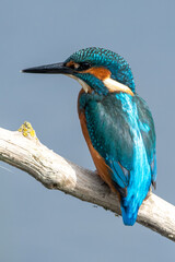 Detailed close up portrait of a juvenile male common kingfisher sitting on a perch. At Lakenheath Fen nature reserve in Suffolk, UK