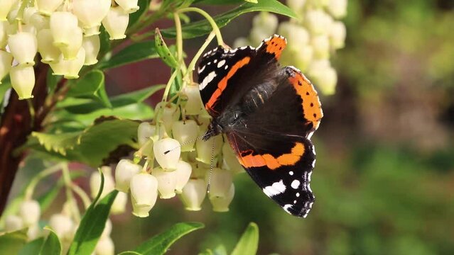 Admiral butterfly pollinating strawberry tree in fall, Germany
