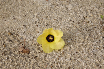 A yellow Waru flower (Tiliaceus hibiscus)