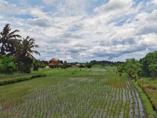 rice field