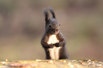 Eichhörnchen im Wald