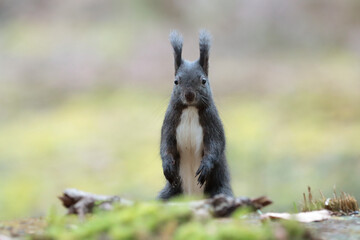 Eichhörnchen im Wald © MerkAngela.WH