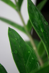 close up of green Zamioculcas plant leaves with water drops