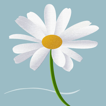 Daisy or chamomile flower