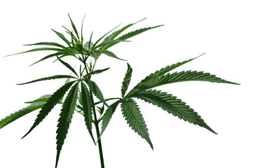 The plant of marijuana isolated on a white background. Selective focus.