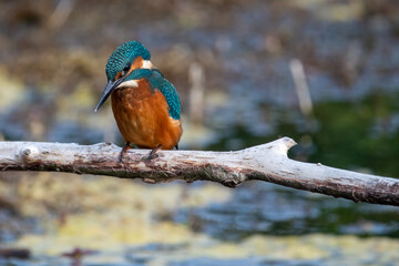 Juvenile male common kingfisher sitting on a perch at Lakenheath Heath nature reserve in Suffolk, UK