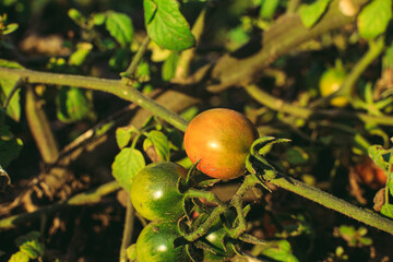 Ripening tomatoes in a bed on a sunny day. Growing a tomato in the open ground. A branch of a tomato bush in close-up.