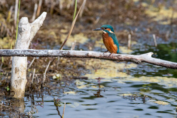 Juvenile male common kingfisher sitting on a perch at Lakenheath Heath nature reserve in Suffolk, UK