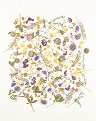 Pattern of pressed dried flowers of field plants. Mockup for greeting card, wedding invitation.