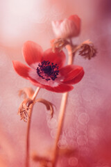 Obraz na płótnie Canvas Piękne kwiaty czerwonych zawilców kwitnących w wiosennym ogrodzie. Płatki zawilca. Rozmyte tło. Pastelowe tonacje anemonów. Kwitnące rośliny.