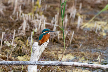 Juvenile male common kingfisher sitting on a perch at Lakenheath Heath nature reserve in Suffolk, UK