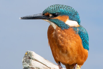 Detailed close up portrait of a juvenile male common kingfisher sitting on a perch. At Lakenheath Fen nature reserve in Suffolk, UK