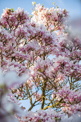Beautiful Light Pink Magnolia Tree with Blooming Flowers during Springtime in English Garden, UK. Spring floral background