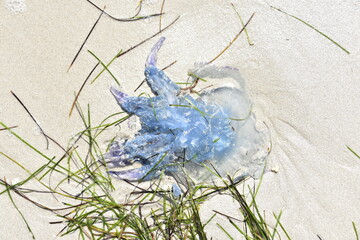 meduza, plaża, woda, morze, morski, piach, ocean, fala,  © Albin Marciniak