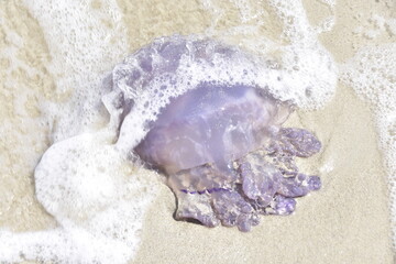 meduza, plaża, woda, morze, morski, piach, ocean, fala,  - obrazy, fototapety, plakaty