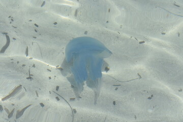 meduza, plaża, woda, morze, morski, piach, ocean, fala,  © Albin Marciniak