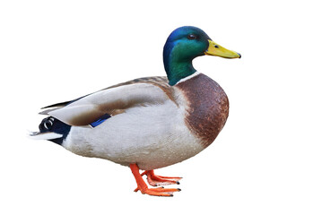 Mallard duck isolated ( Anas platyrhynchos ) - Powered by Adobe
