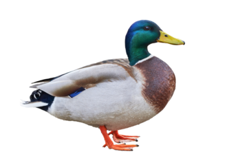 Mallard duck isolated ( Anas platyrhynchos )