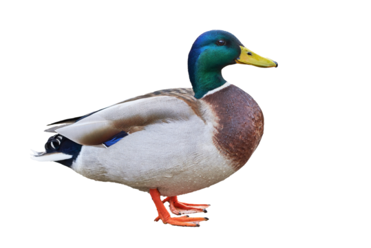 Mallard duck isolated ( Anas platyrhynchos )