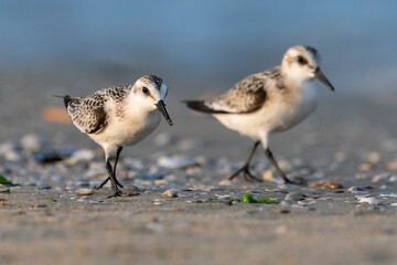 The sanderling (Calidris alba) small wading bird.