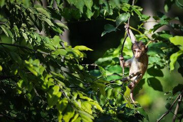 Portrait, little monkey or Macaca is dangling, looking like Tarzan on a branch. It's cute, fun, misbehave, happy, on the tree. Khao Ngu Stone Park, Ratchaburi, Thailand. Free space for text input.