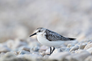 The sanderling (Calidris alba) small wading bird.