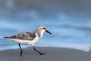 The sanderling (Calidris alba) small wading bird.