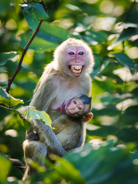 Mother monkey and baby on tree in natural forest. She hug the baby monkey in her arms with love and safety, it eye contact fears, shocked, dangerous. Khao Ngu Stone Park, Ratchaburi, Thailand.