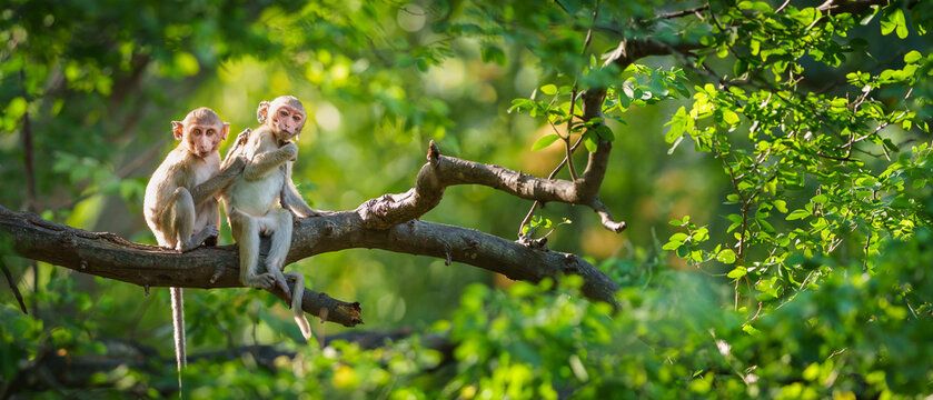 Portrait, Two little monkeys or Macaca in a natural forest park sit on a branch and is looking, funny, enjoy, happy. Khao Ngu Stone Park, Ratchaburi, Thailand. Blank and space for banner text entry.