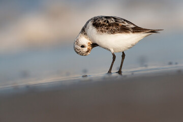 The sanderling (Calidris alba) small wading bird.