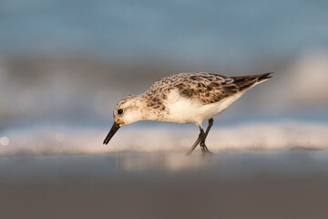 The sanderling (Calidris alba) small wading bird.