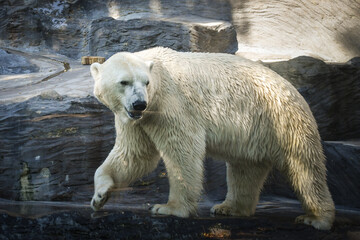 Obraz na płótnie Canvas Polar bear at the zoo. An animal in captivity. Northern Bear.