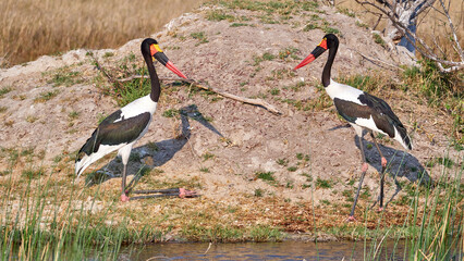 Sattelstorch - Saddle-billed Stork